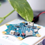 Froehlichepflanze Calliopemini